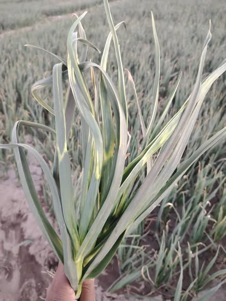 السلام عليكم ورحمة الله
الثوم ده مصاب بمرض ايه؟!
للعلم مش راشش مبيد حشائش